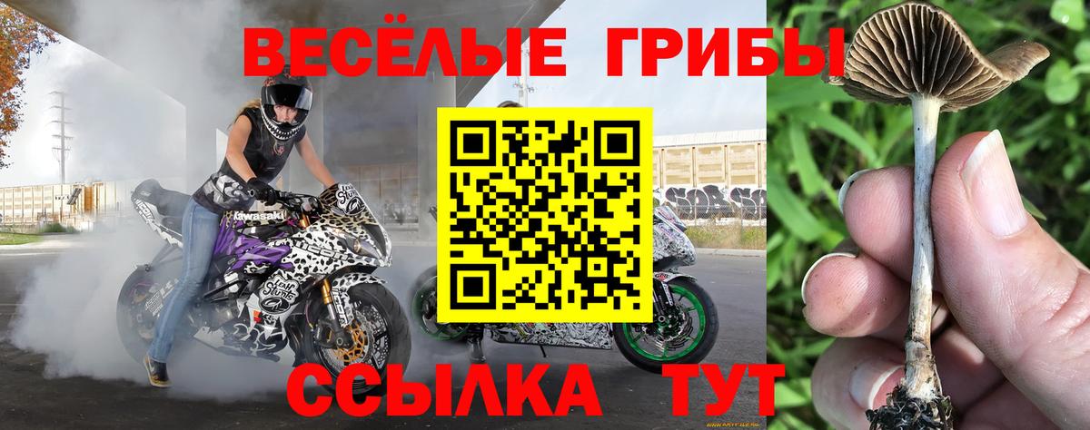 Назарово  Галлюциногенные грибы Psilocybine cubensis  Вход с VPN 